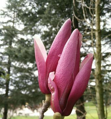 花开自强（以花为媒）