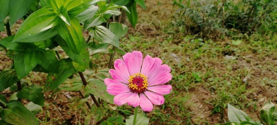 平凡之美——代表花的故事（从花开到花落）