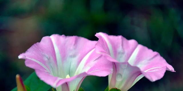 平凡之美——代表花的故事（从花开到花落）