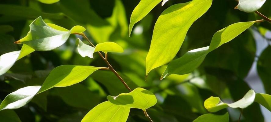 寄托亲情的植物（探寻植物背后的亲情故事）