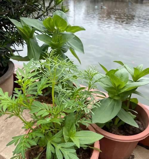 清廉之草——代表清廉的植物（探索植物世界中的廉洁品质）