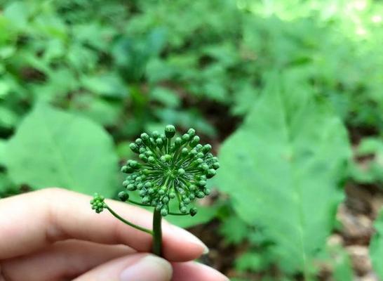 代表守护的植物（15种植物）