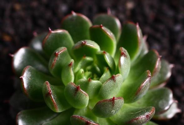 顺利的植物代表——优秀植物品种介绍（探寻生命的力量）