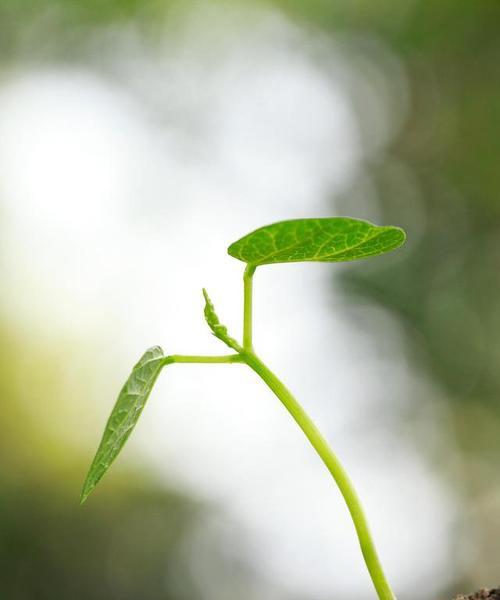 代表勇气和坚强的植物（探索在生命中伴随我们的15种植物）