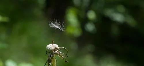 坚韧不拔的植物世界（探索自然界中代表执着的植物）