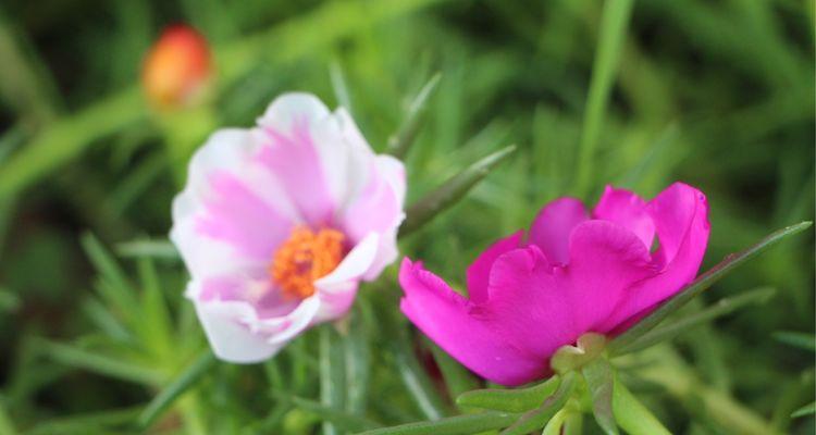 代表自强不息的花——牵牛花（盛开在夏日的牵牛花）