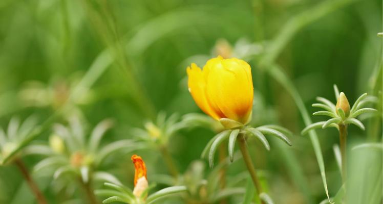 代表自强不息的花——牵牛花（盛开在夏日的牵牛花）