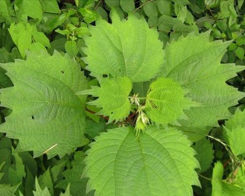 带“麻”字的植物大全（认识麻类植物及其应用）