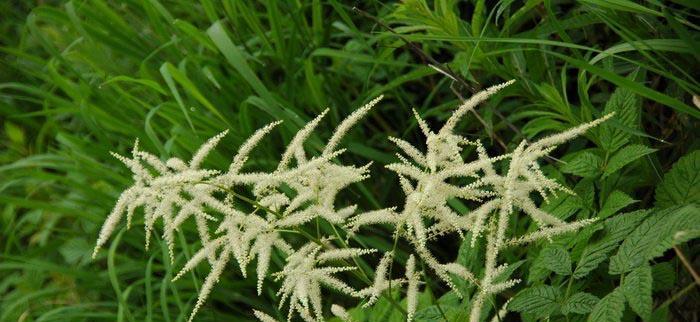 带“麻”字的植物大全（认识麻类植物及其应用）