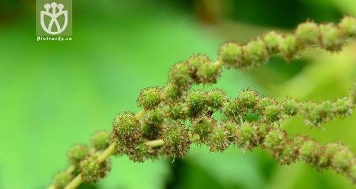 带“麻”字的植物大全（认识麻类植物及其应用）