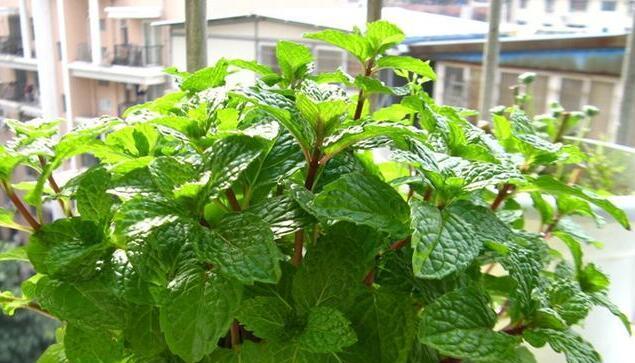 芳香四溢的植物盆栽（打造清新宜人的家居空间）