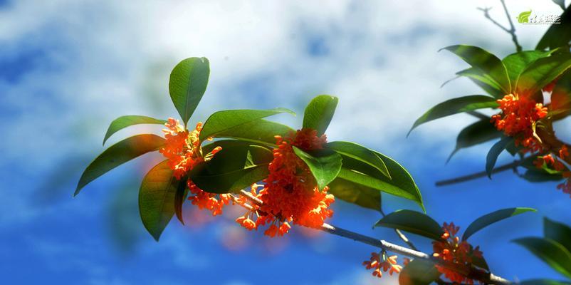 探秘丹桂花开花时间（春季赏花）