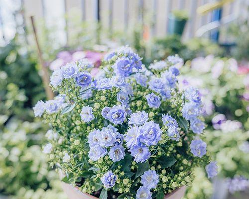 探秘丹麦风铃的花期（花期）