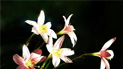 兰花花语（探寻兰花花语的内涵及寓意）