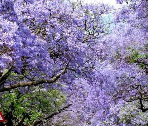 蓝花楹花语及象征意义解析（探寻蓝花楹的花语与内涵）