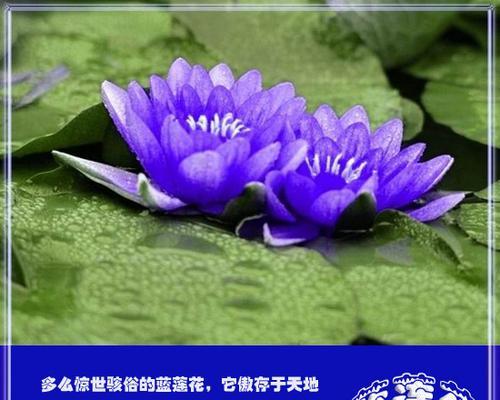 蓝莲花（揭示蓝莲花的象征意义）