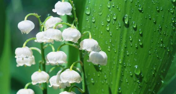 蓝铃花的花语与意义（探寻蓝铃花的文化内涵与象征意义）