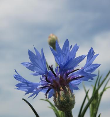 蓝色矢车菊的花语与寓意（揭秘蓝色矢车菊的心灵密码）