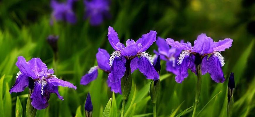 蓝色鸢尾花的花语（揭示蓝色鸢尾花的深层含义）