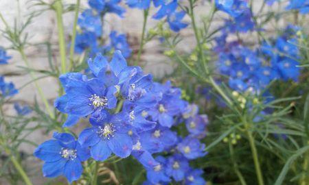 蓝星花的花语及其含义（探寻蓝星花的传说与美丽）