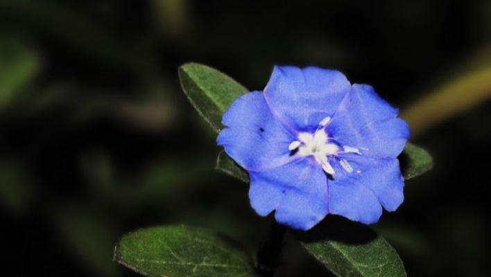 蓝星花的花语及其含义（探寻蓝星花的传说与美丽）