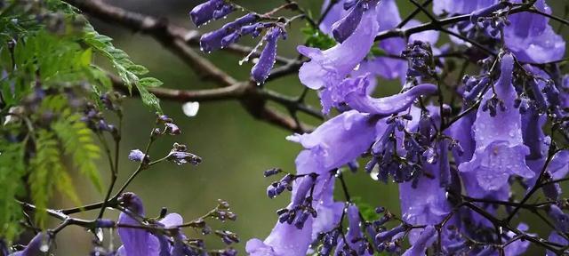 蓝楹花花语的意义与传说（探秘蓝楹花的神秘之美与寓意）