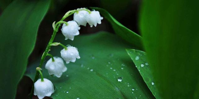 探寻花海中的冷门宝藏——15朵好听花名花语赏析（发现美）