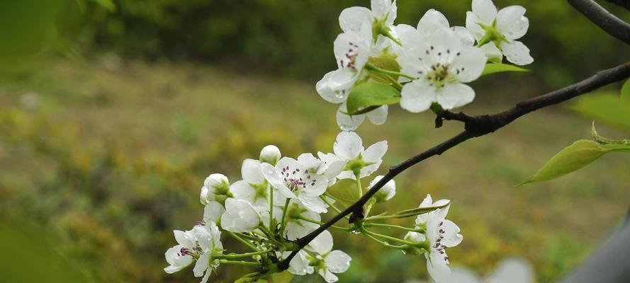 梨花（探寻梨花的花语与象征意义）