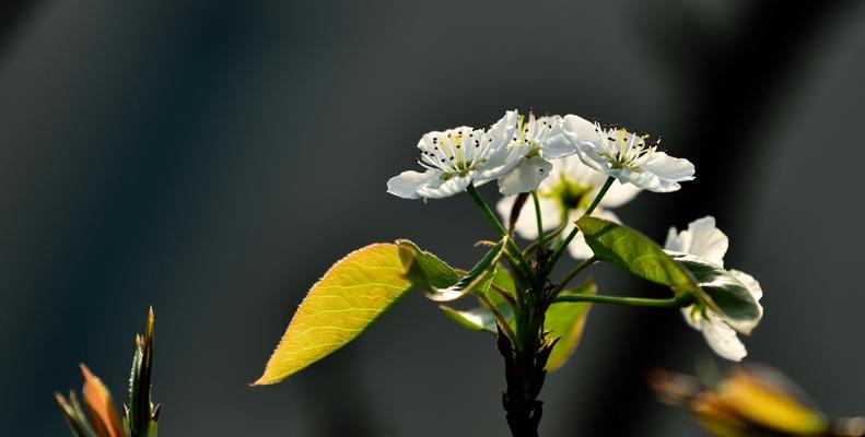 梨花的花语与象征意义（揭秘梨花传递的神秘讯息）