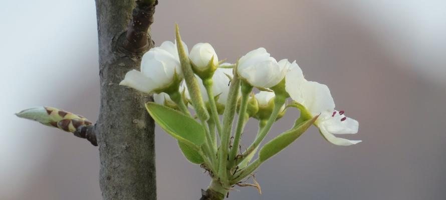 梨花花语与寓意（赏梨花）