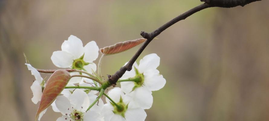 梨花花语与寓意（赏梨花）