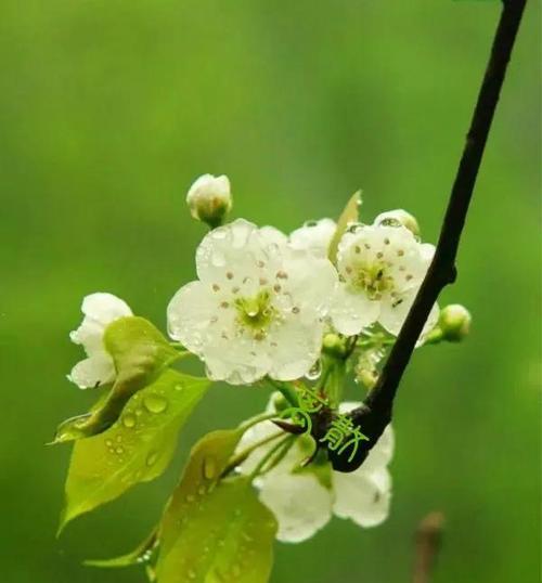 梨花花语与寓意（赏梨花）