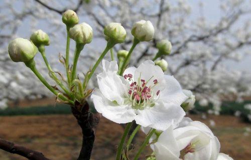 梨花的美丽与象征意义（花开花谢）