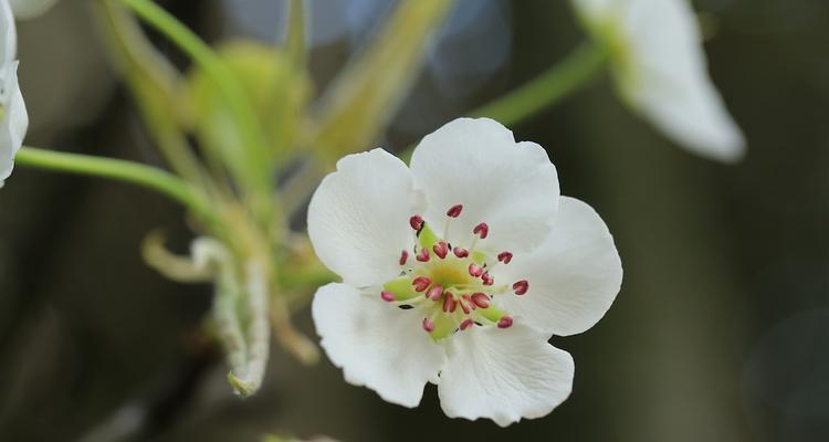 梨花的美丽与象征意义（花开花谢）