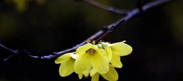 连翘花的花语与寓意——传递爱与祝福（探索连翘花的象征意义）