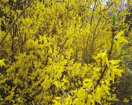 连翘花的花语与寓意——传递爱与祝福（探索连翘花的象征意义）