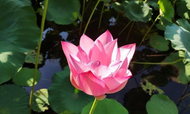 莲花的美丽与象征（莲花的意义与修行——探究莲花的寓意与象征）