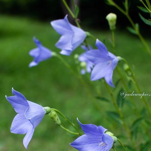 铃铛花花语及其传统意义（探寻铃铛花的花语之谜）