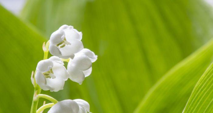 铃兰花的花语与传说（铃兰花的深情花语与千年传说）