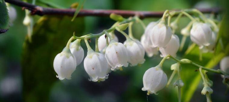 铃兰花的花语与传说（探秘铃兰花的神秘与美丽）