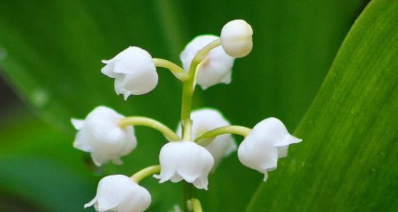 铃兰花的花语与寓意（探秘铃兰花的隐藏信息与传统象征）