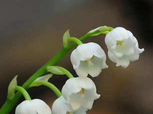 铃兰花的美丽与深刻寓意（探索铃兰花语）