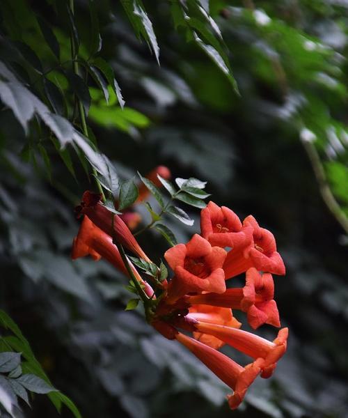 凌霄花花语的奇妙之谜（探索凌霄花的秘密与意义）