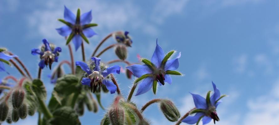 以琉璃苣的花语——爱与希望（带给人们美丽和温暖的蓝色花卉）