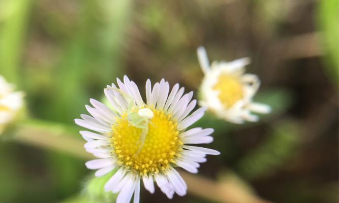 六月菊（传递爱的花语）