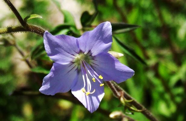 六月的花海，灿若初夏之梦（探寻六月最美的花朵）