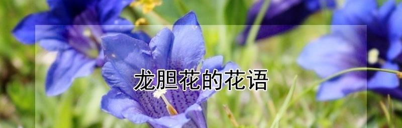 龙胆花（探索龙胆花的花语与文化意义）