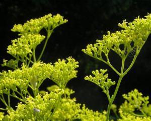 茎繁殖的植物有哪些？如何正确进行茎繁殖？