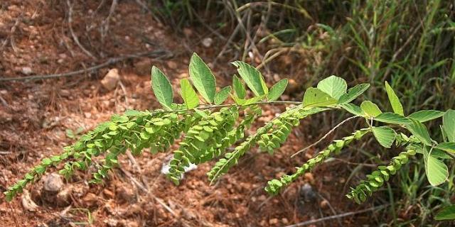 经济植物有哪些？它们的种植和应用特点是什么？