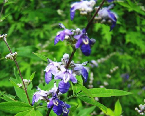 荆条开花时间是什么时候？花期通常持续多久？